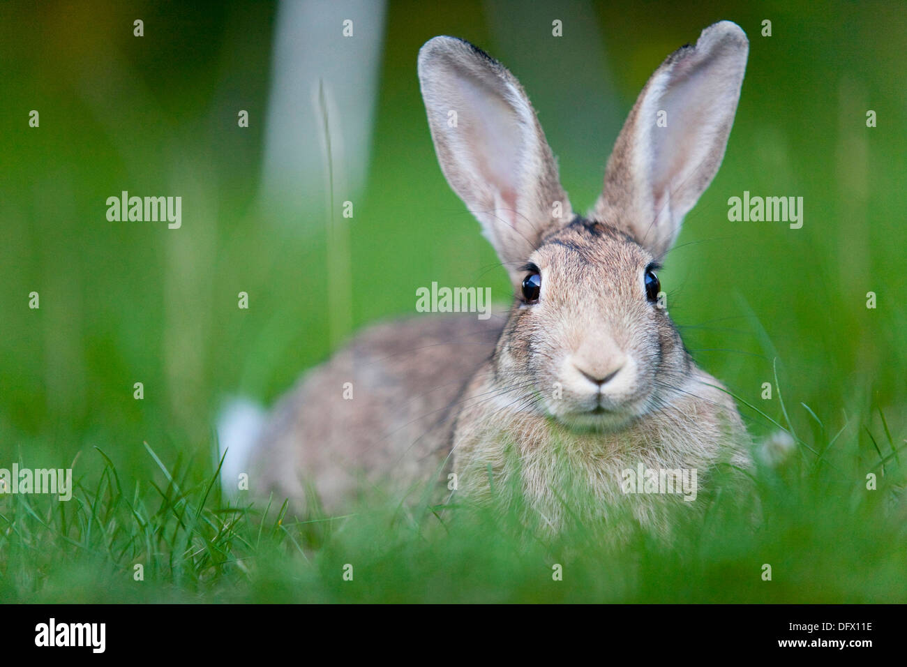 Wild Rabbit Sitting in Grass Stock Photo