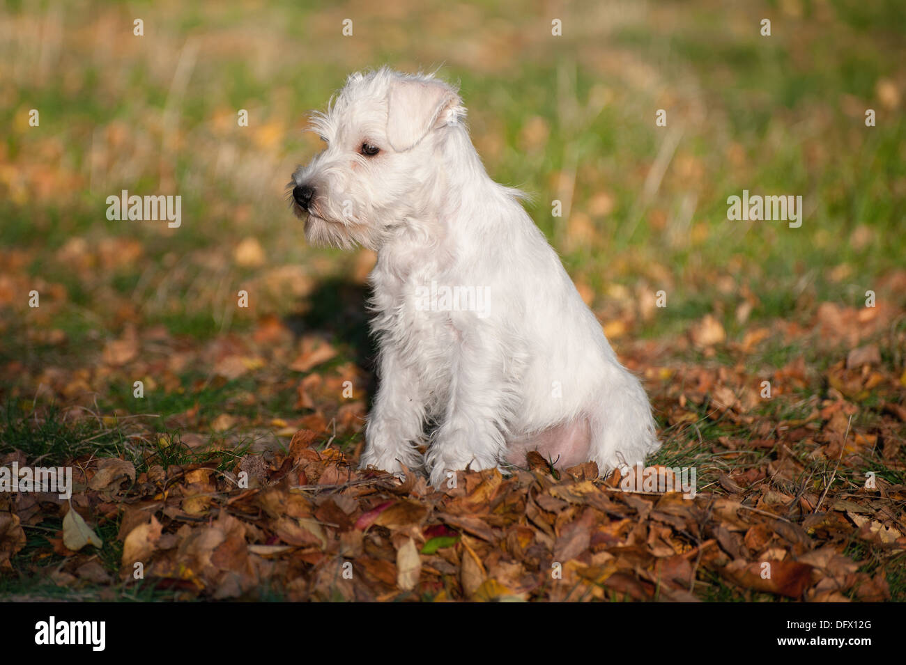 12-weeks-old Miniature Schnauzer puppy Stock Photo