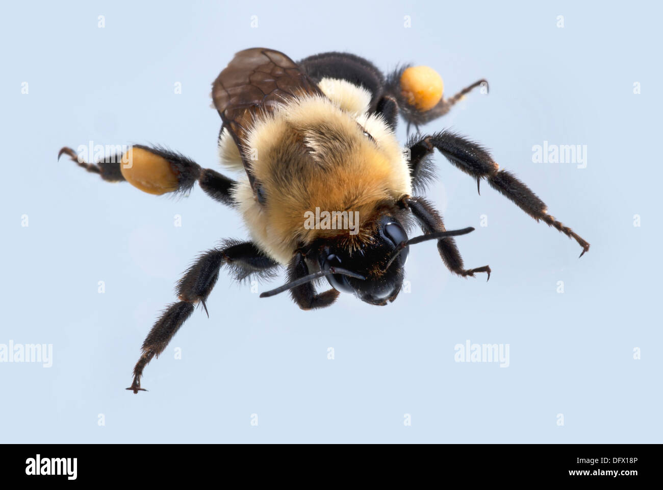 Humble-bee Stock Photo