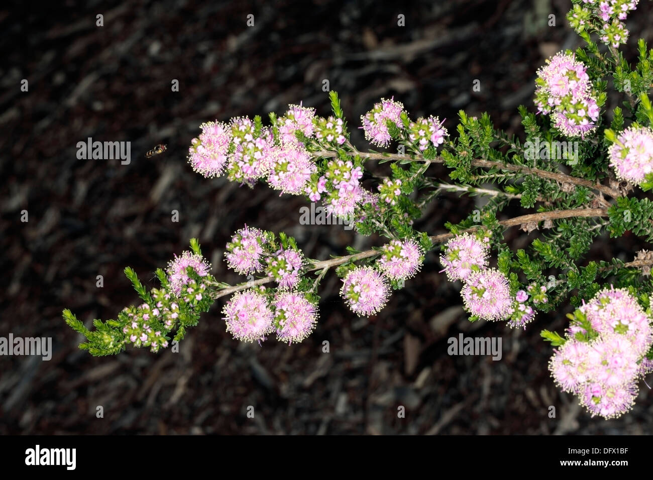 Close-up of Kunzea ciliata - Family Myrtaceae Stock Photo
