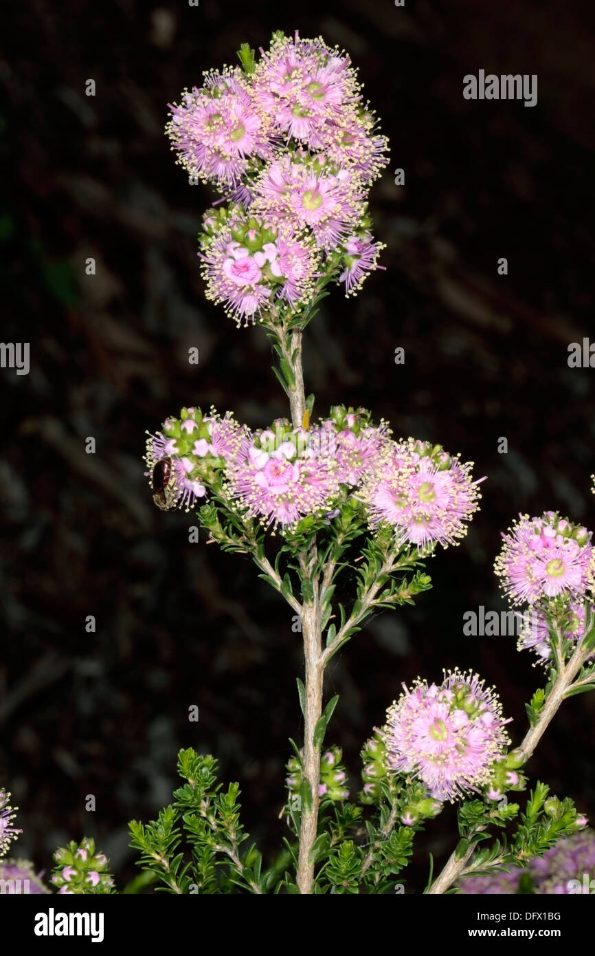 Close-up of Kunzea ciliata - Family Myrtaceae Stock Photo