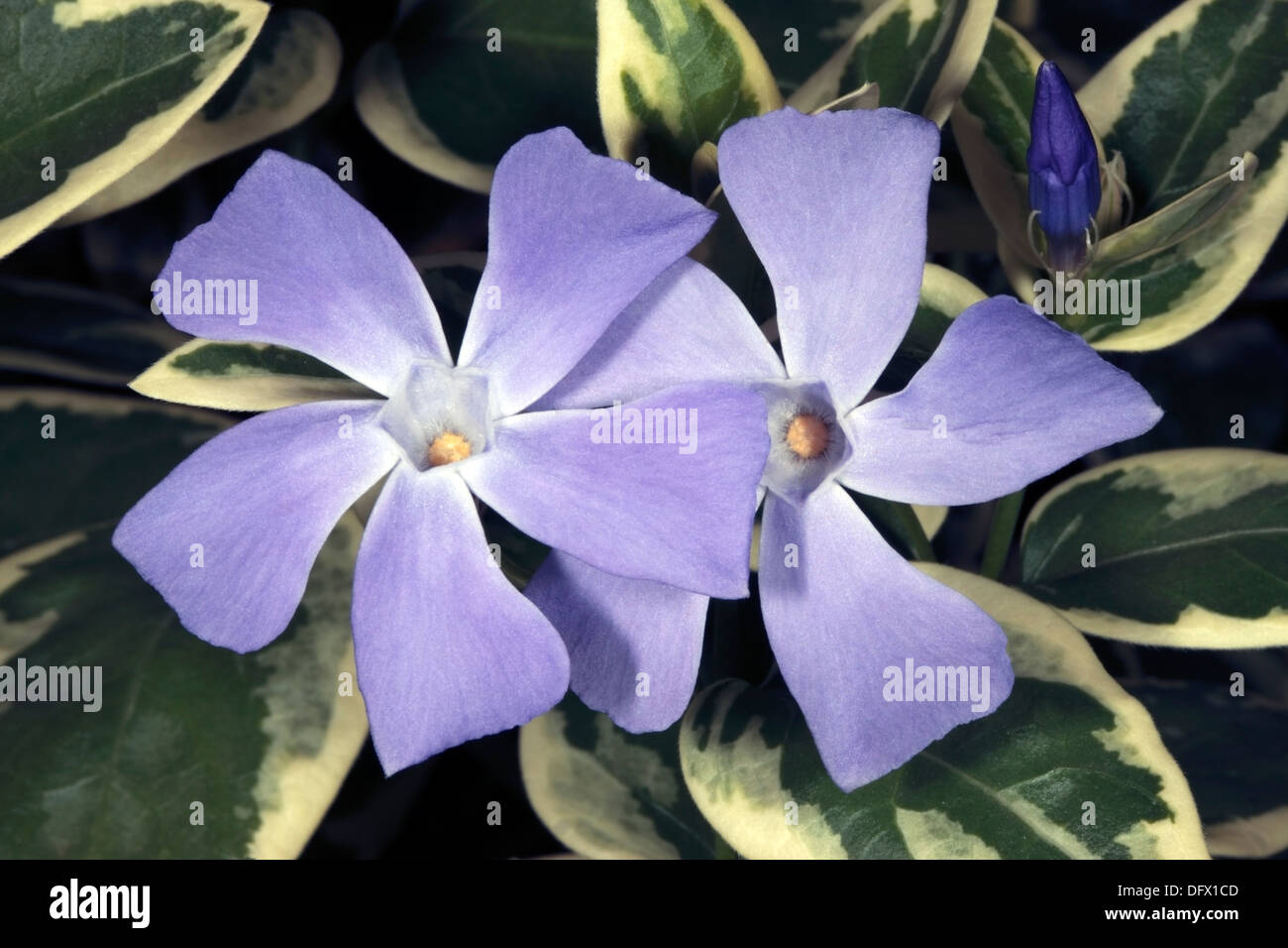 Greater/ Bigleaf/ Large / Blue/ Periwinkle Flower, variegated leaf variety -Vinca major-Family Apocynaceae Stock Photo