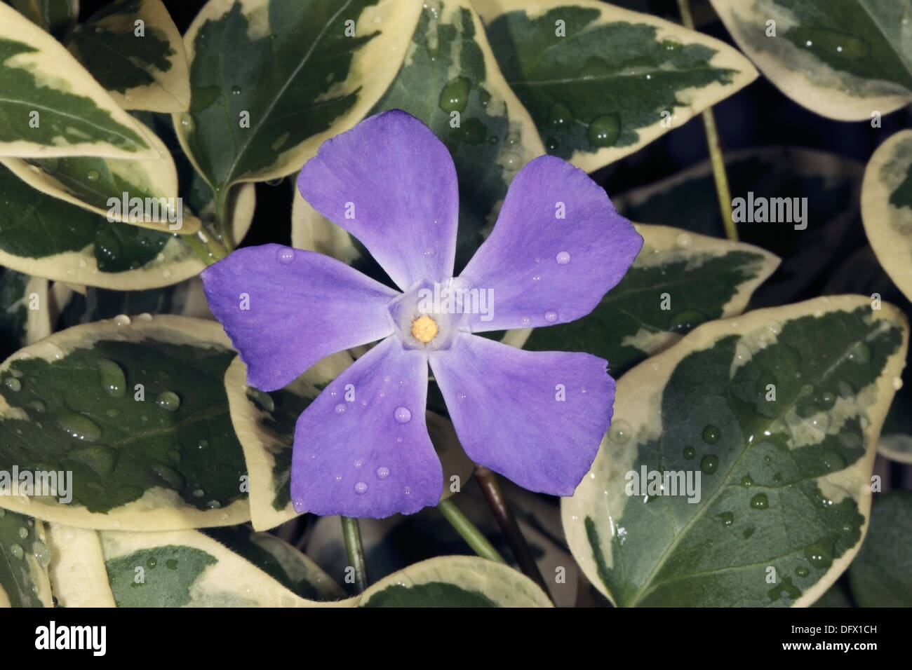 Greater/ Bigleaf/ Large / Blue/ Periwinkle Flower, variegated leaf variety -Vinca major-Family Apocynaceae Stock Photo