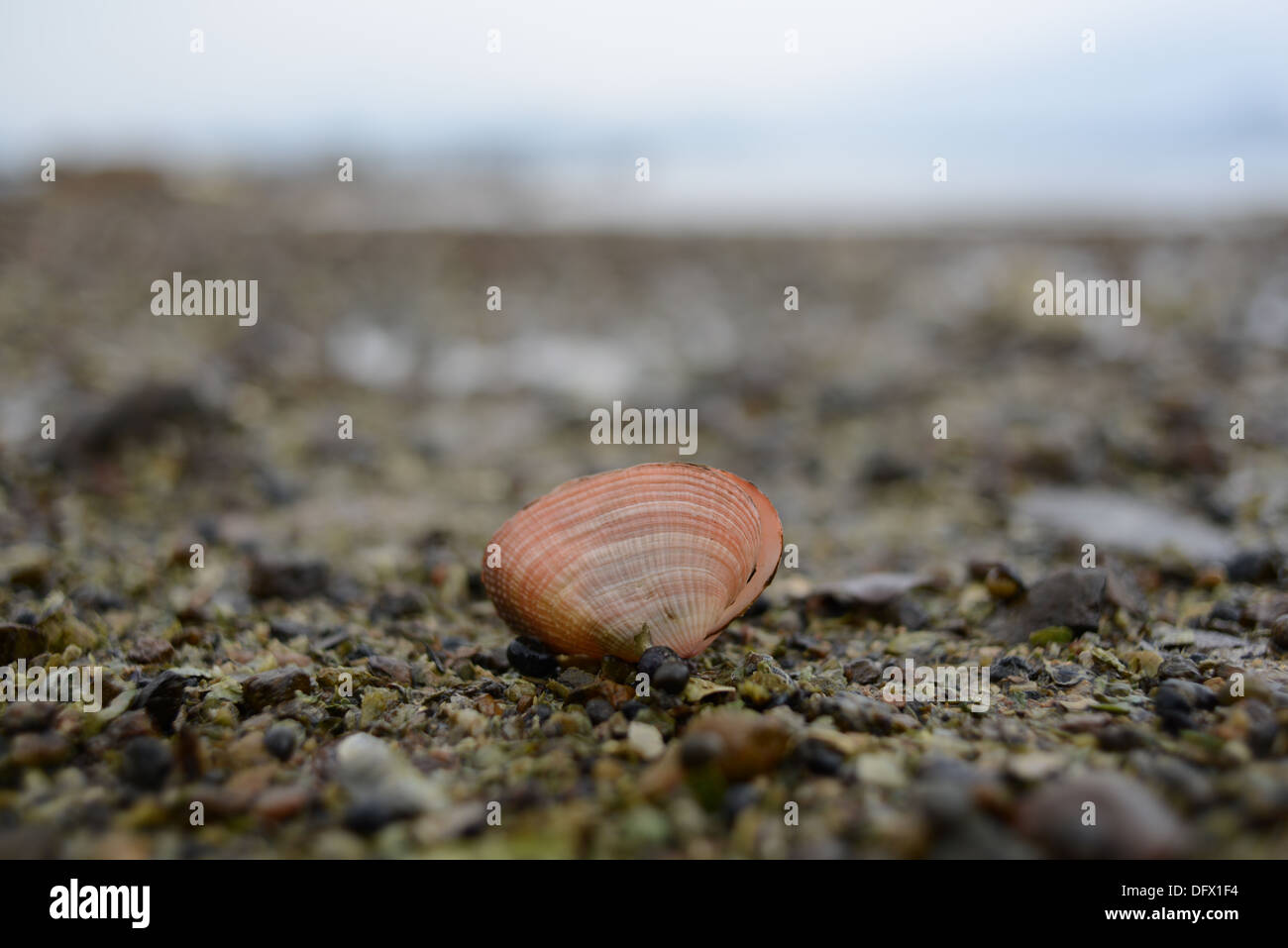 The lonely shell Stock Photo - Alamy