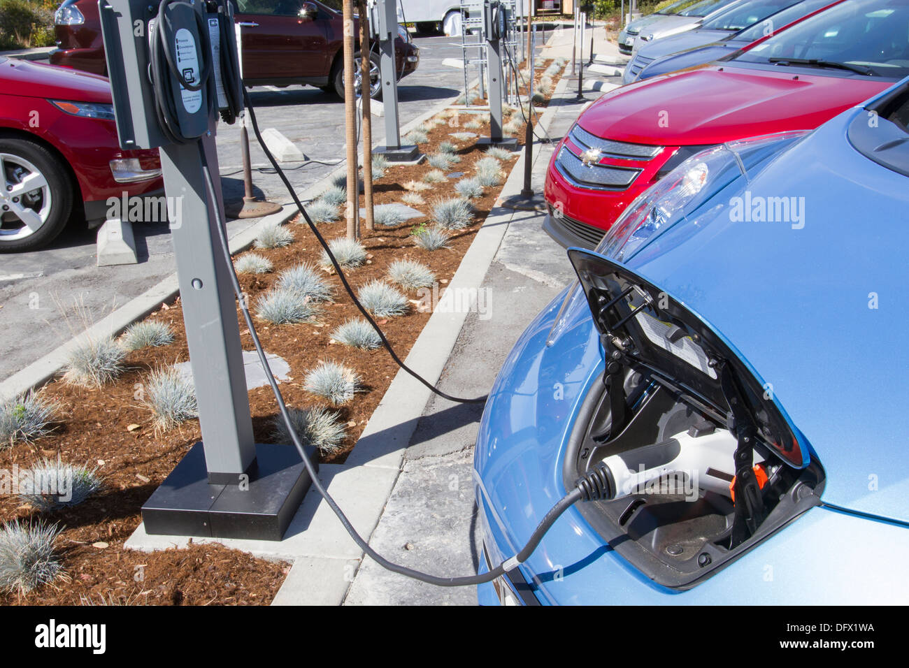 Plug-in electric cars plugged into an EV charging station to charge their batteries in a workplace parking lot Stock Photo