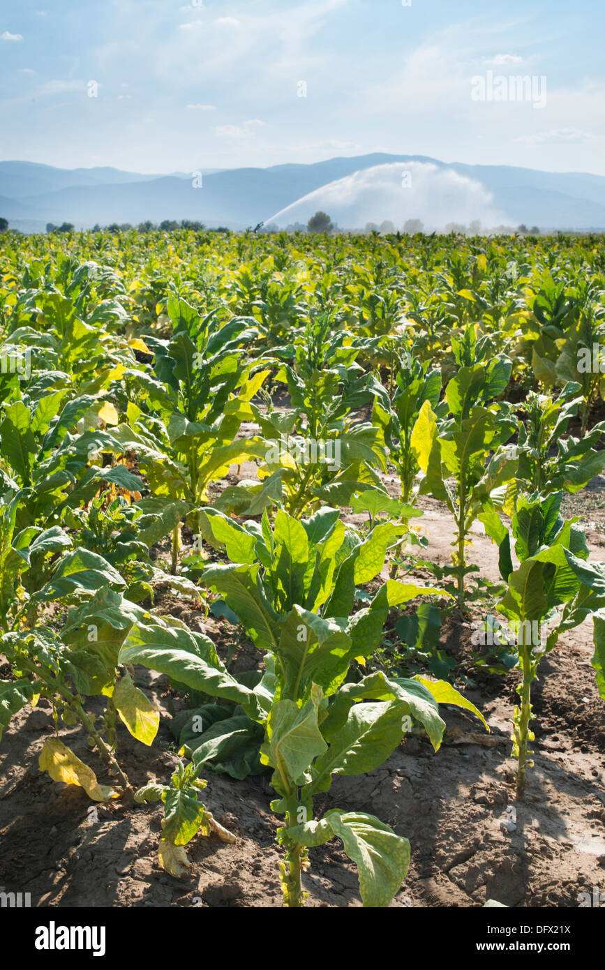 Tobacco plantation and irrigation. Blue sky Stock Photo