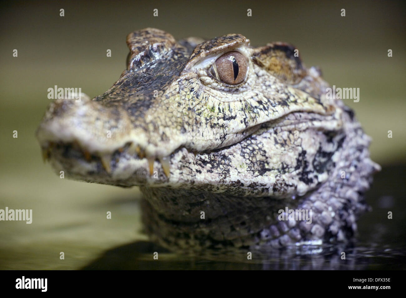 Sebicidae Caiman South America _ Spectacled Caiman (Caiman crocodilus) – QCWGWK