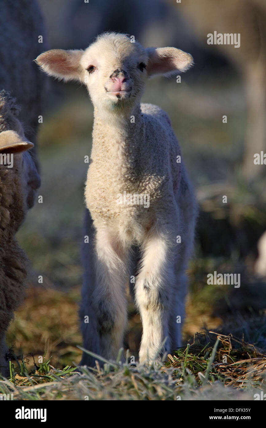 Merino Sheep, lamb, Germany Stock Photo Alamy