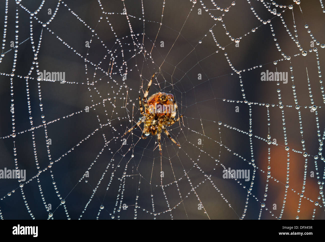 European garden spider, Araneus diadematus, in a spiderweb with dewdrops Stock Photo