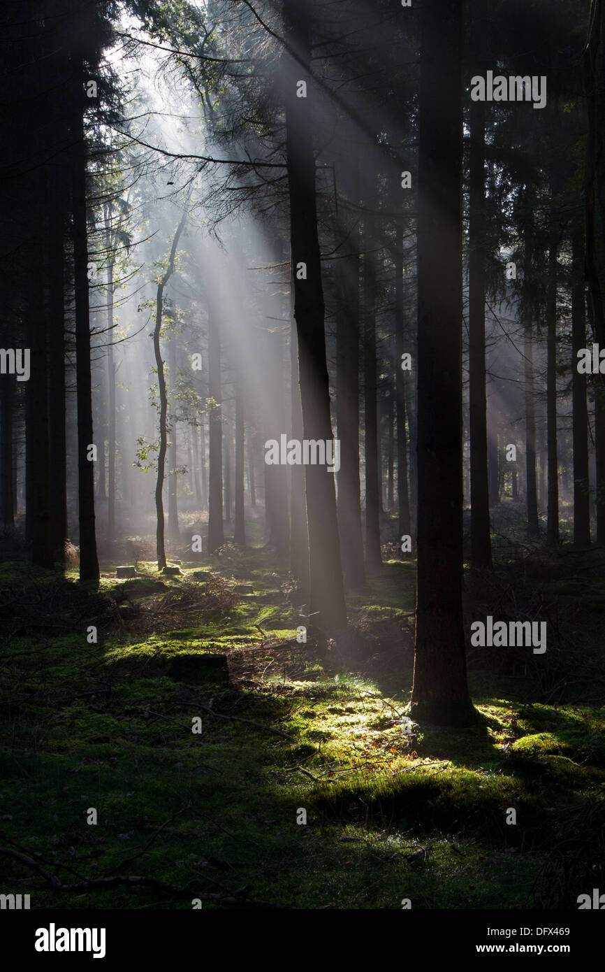 Sunbeams in a dark forest Stock Photo