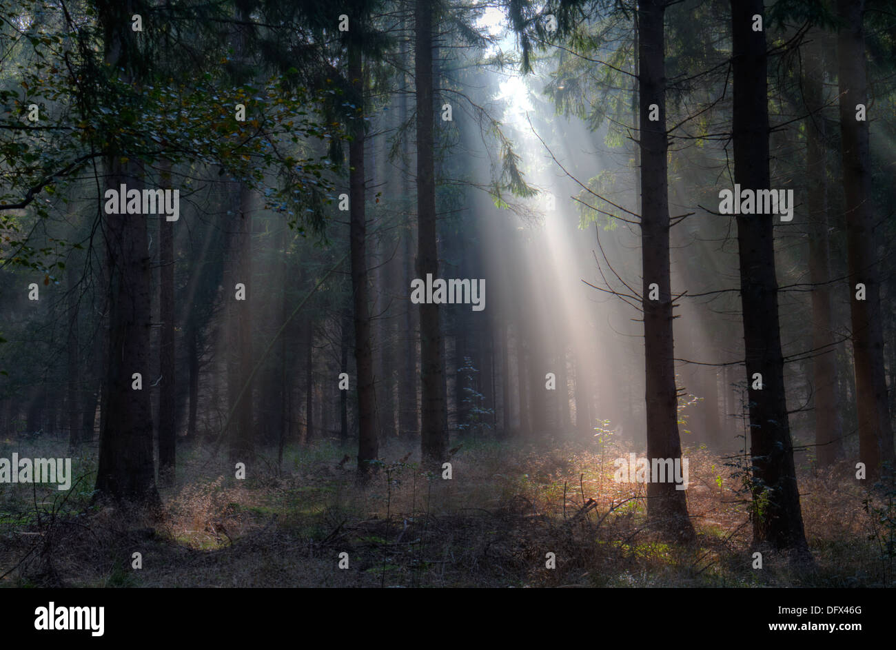 Sunbeams in a dark forest Stock Photo