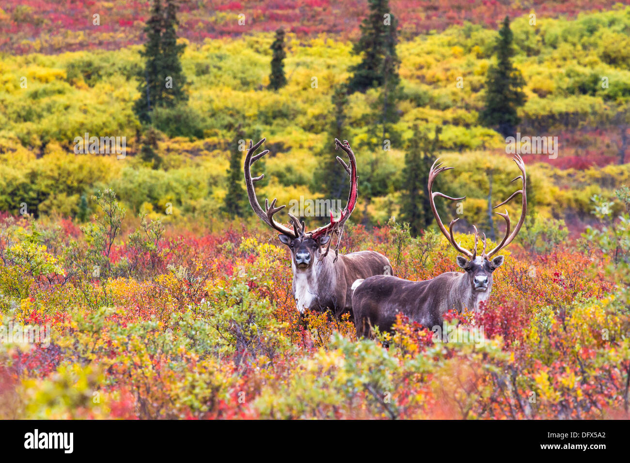 Caribou grazing in arctic tundra in blazing fall colors in Denali National Park, Alaska Stock Photo