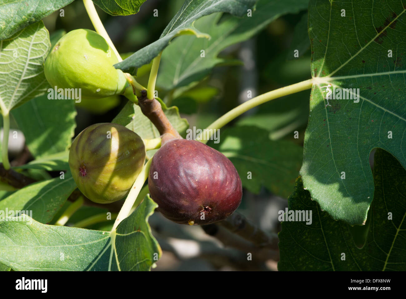 Fig tree fruit hi-res stock photography and images - Alamy