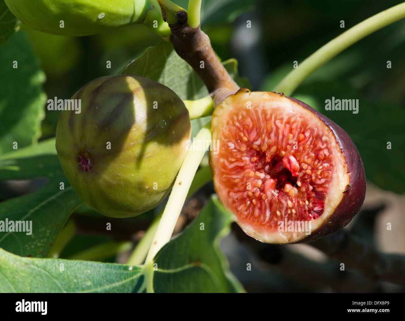 Fig tree fruit hi-res stock photography and images - Alamy