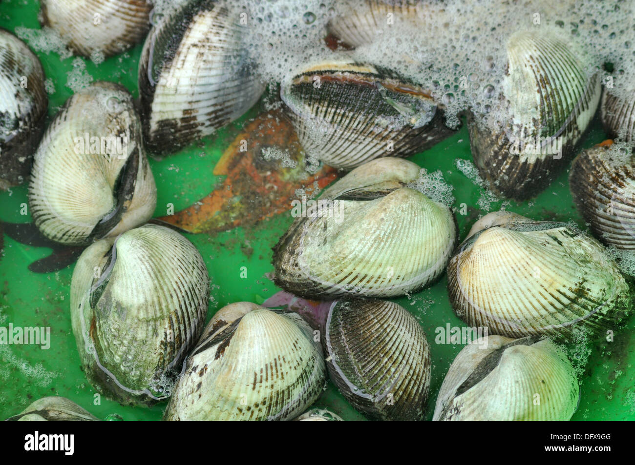 Phu Quoc (Vietnam) clams sold in a market Stock Photo Alamy