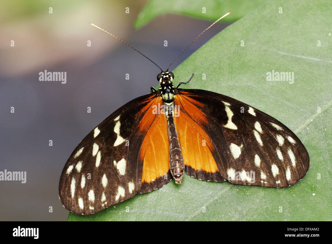 Hecales Longwing (Heliconius hecale) with open wings on leaf Stock