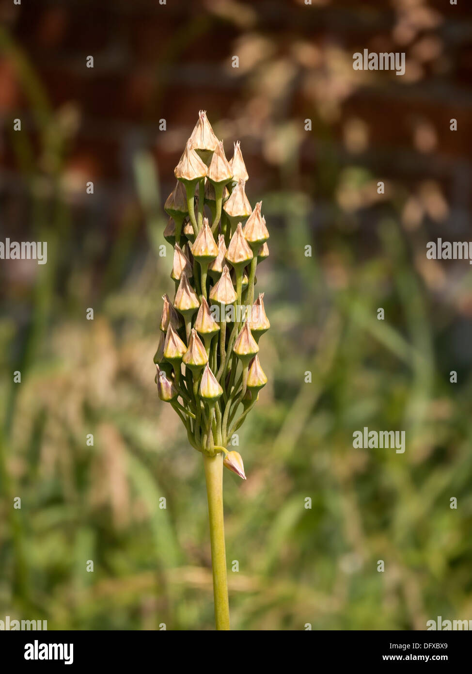 Sunlit Fairy castle Allium Bulgaricum seedheads, Nectaroscordum Siculum Stock Photo