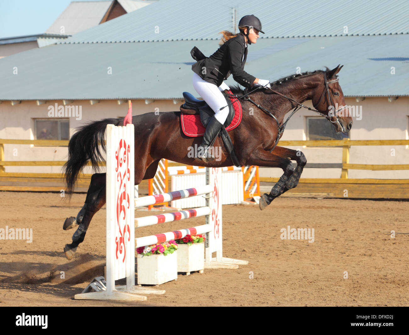 Bay horse and rider in helmet jumps a show jumping course over fences ...