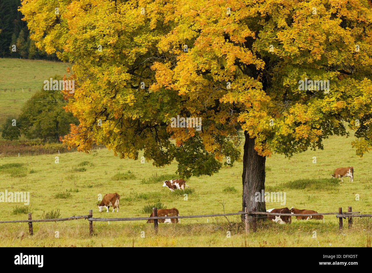 Maple tree and cattle pasture, herd of cows in meadow, colours of