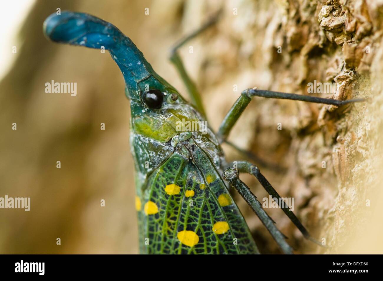 Lantern bug Pyrops canderlaria Danum Valley rainforest Sabah Borneo