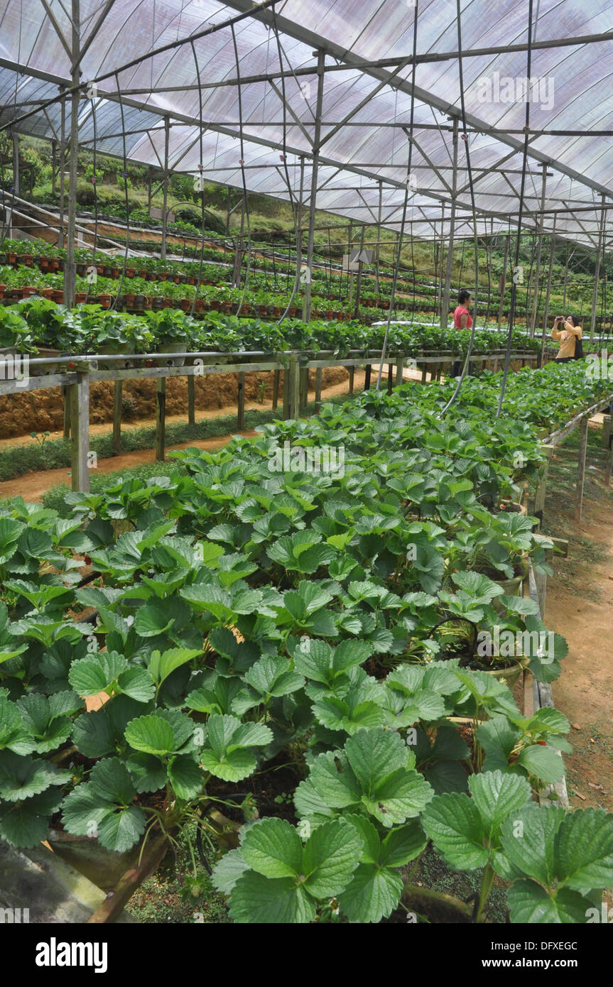 Cameron Highlands Malaysia Strawberries Plant High Resolution Stock Photography And Images Alamy