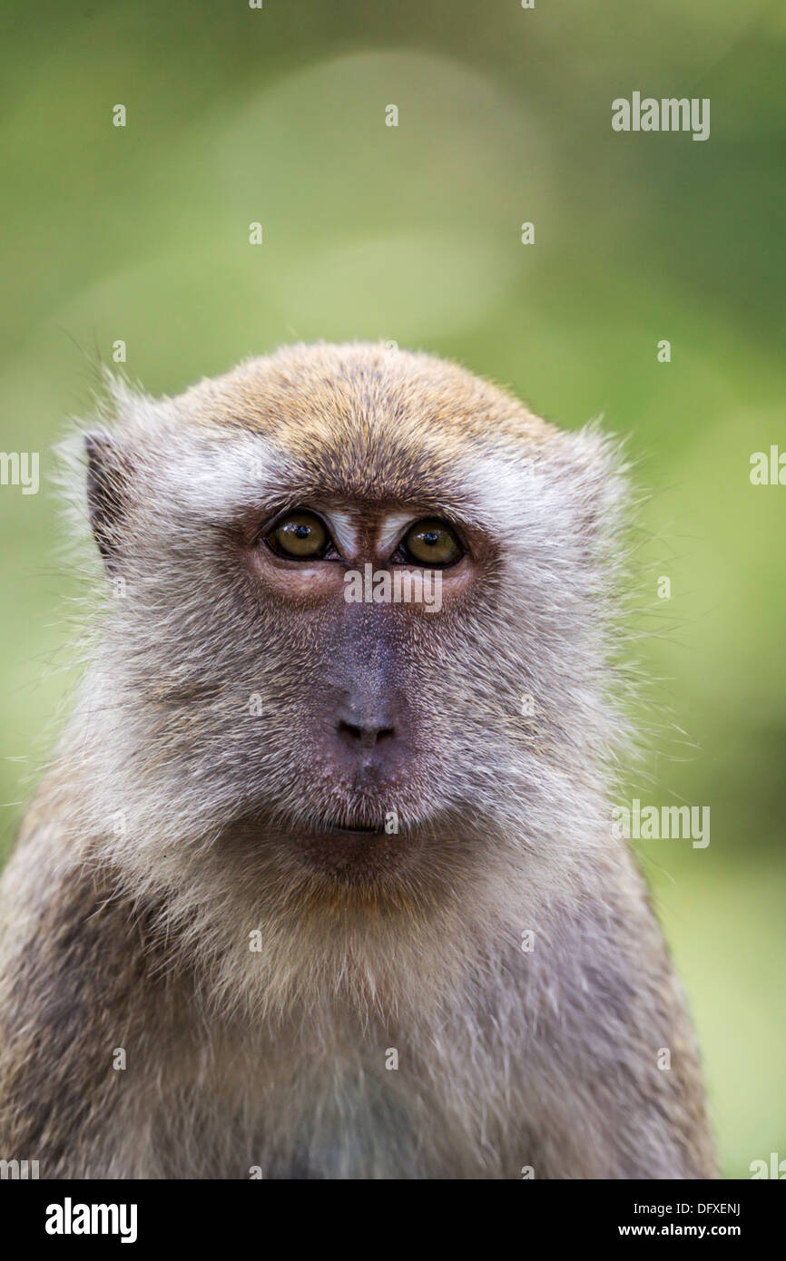 Portrait of a female Crabeating macaque in a mangrove forest