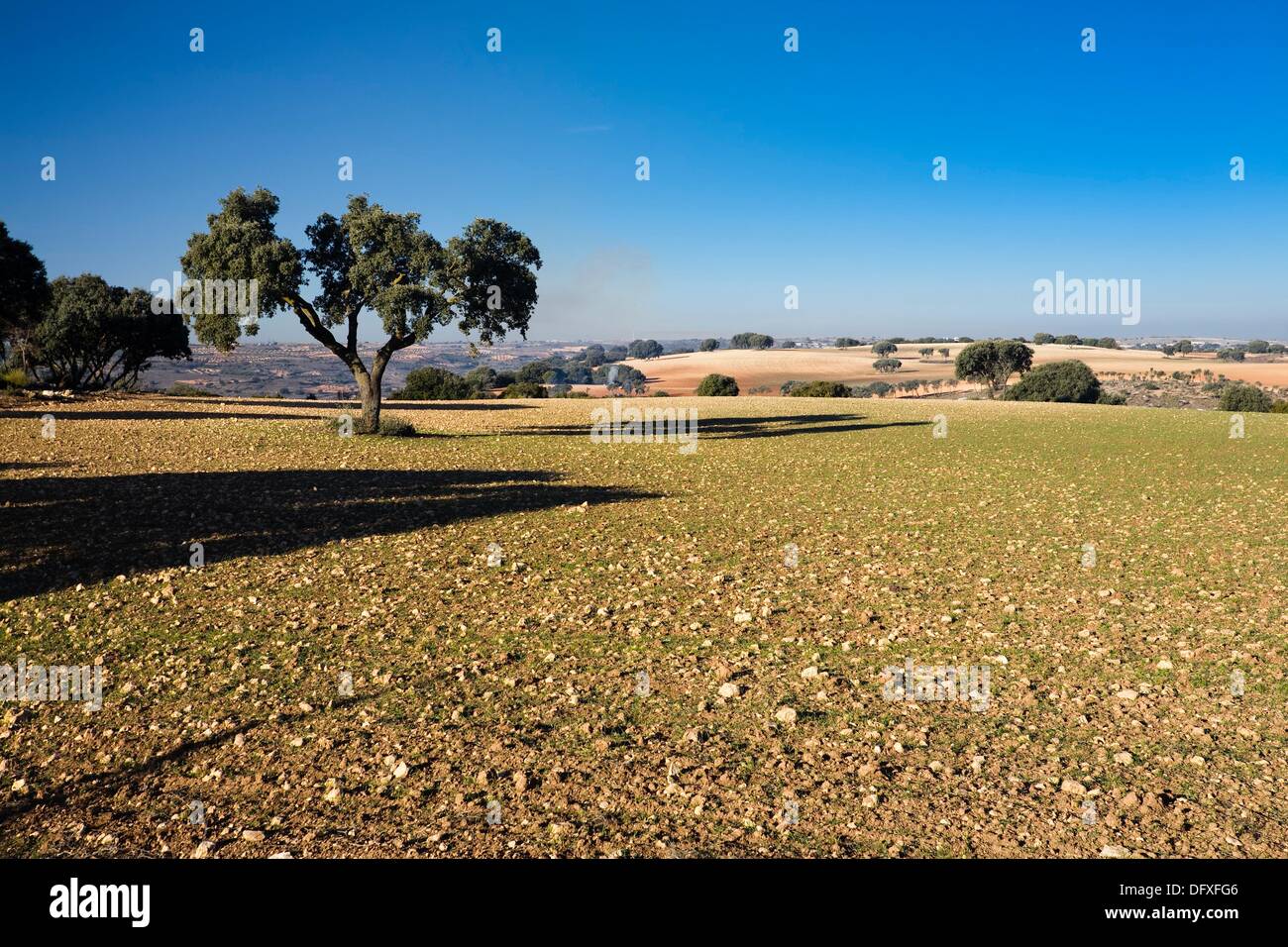 Field in Belmonte de Tajo Madrid Spain Stock Photo