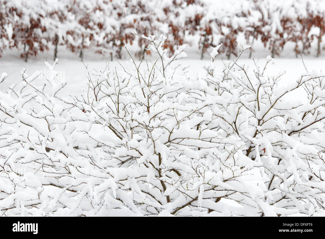 Branches covered with snow hi-res stock photography and images - Alamy