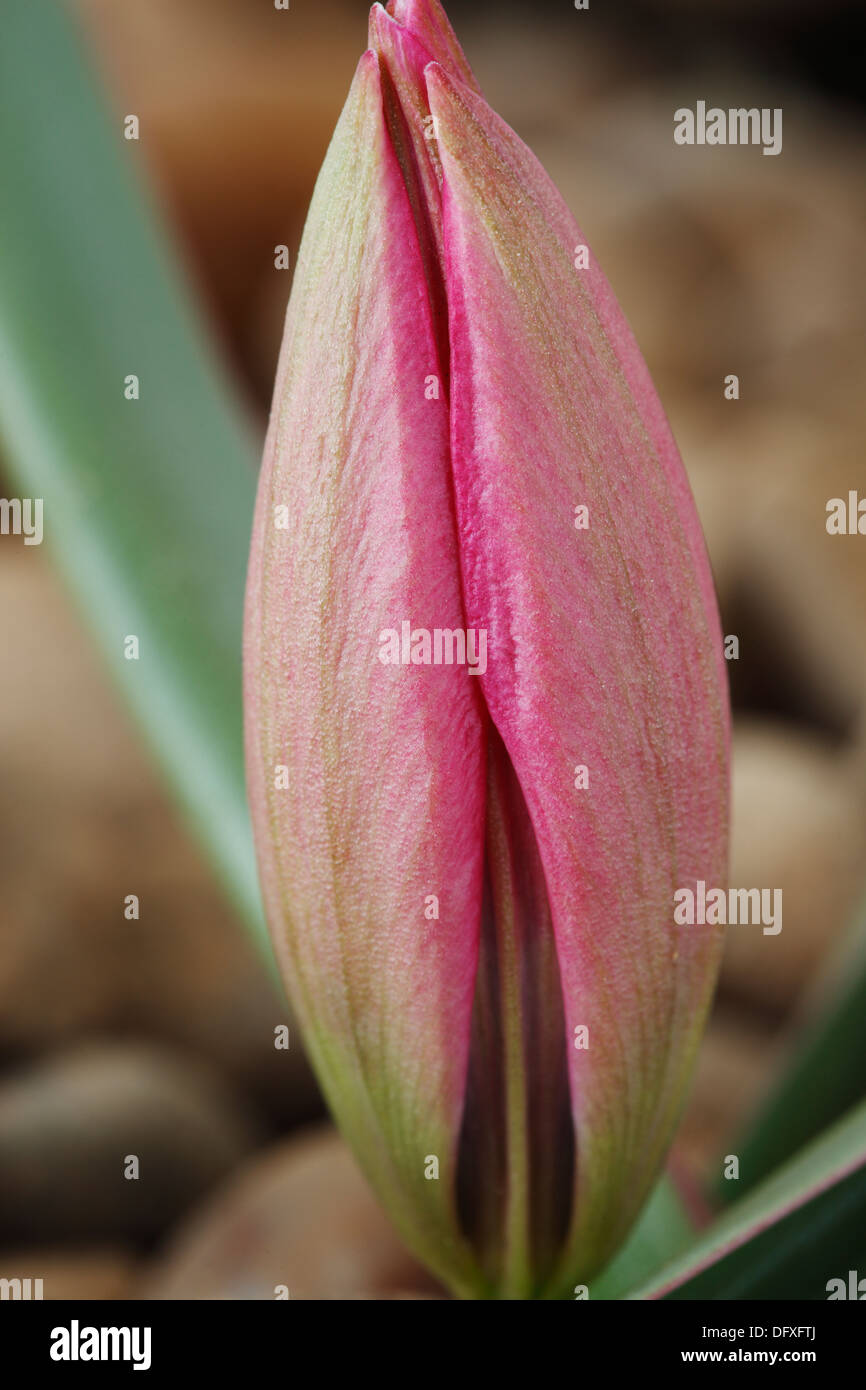 Tulipa 'Little Beauty' AGM Tulip Miscellaneous Closed flower growing through stones April Stock Photo