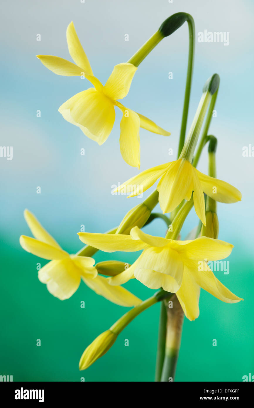 Narcissus 'Hawera' AGM Daffodil Div 5 Triandrus April Stock Photo