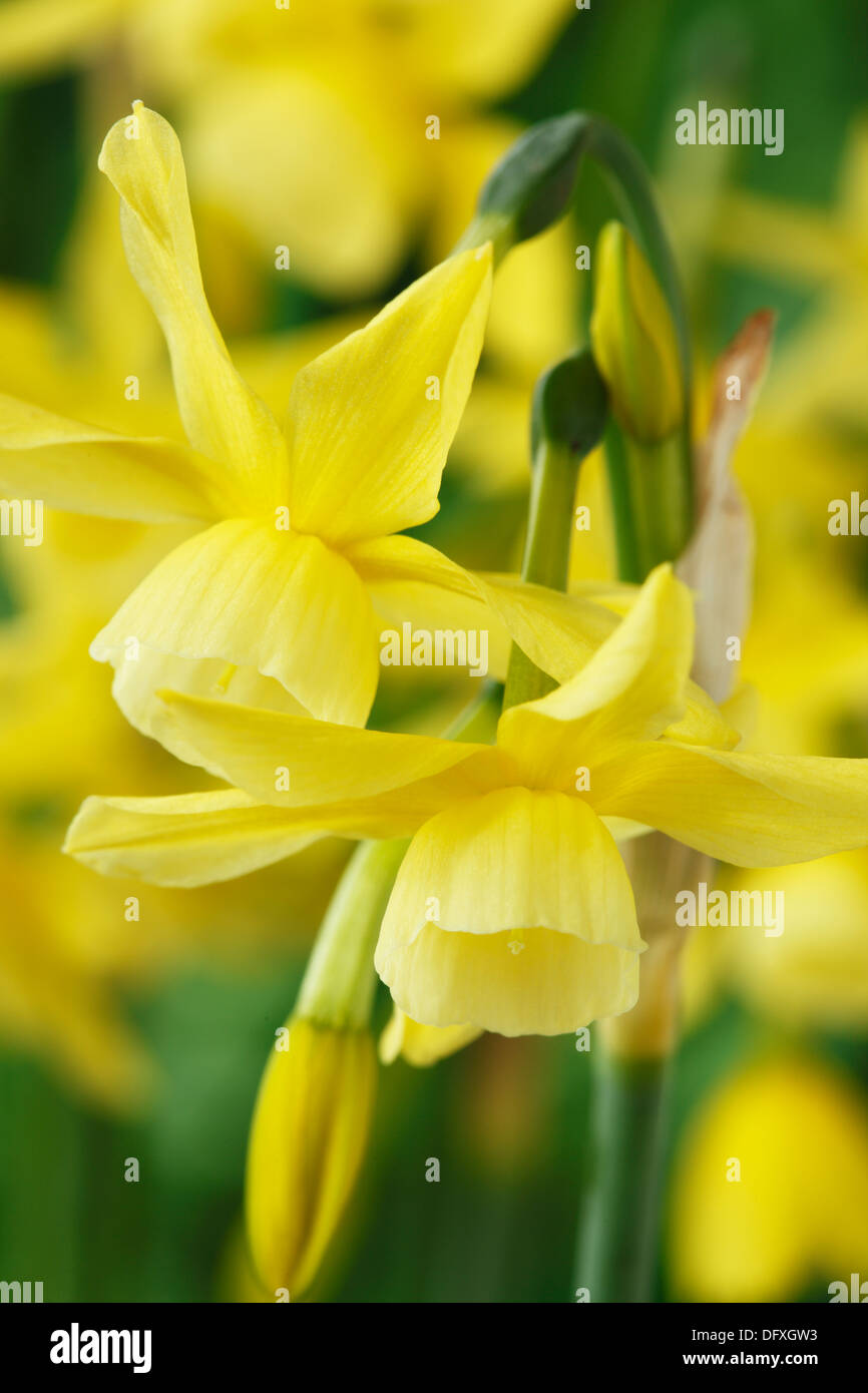 Narcissus 'Hawera' AGM Daffodil Div 5 Triandrus April Stock Photo