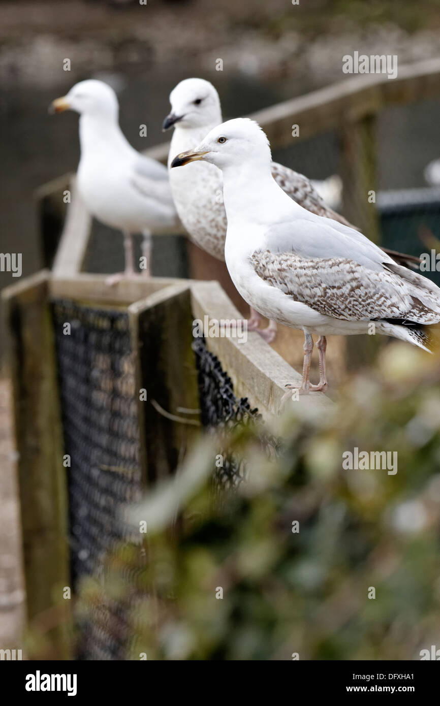 Three Herring Gulls on a fence, UK (Latin name Larus argentatus Stock