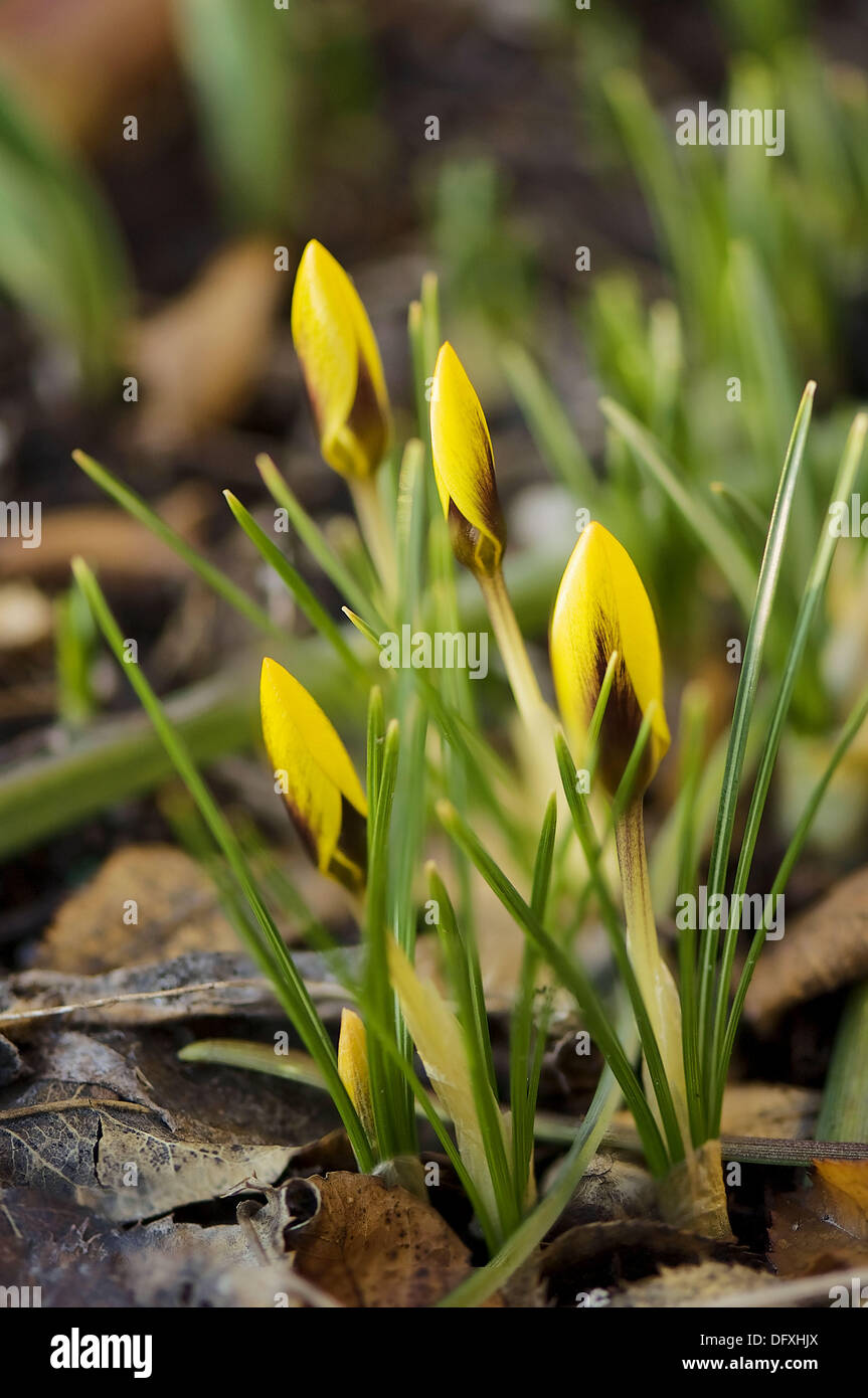 Yellow Crocus Buds. Giant Crocus vernus Golden Yellow. February 2008