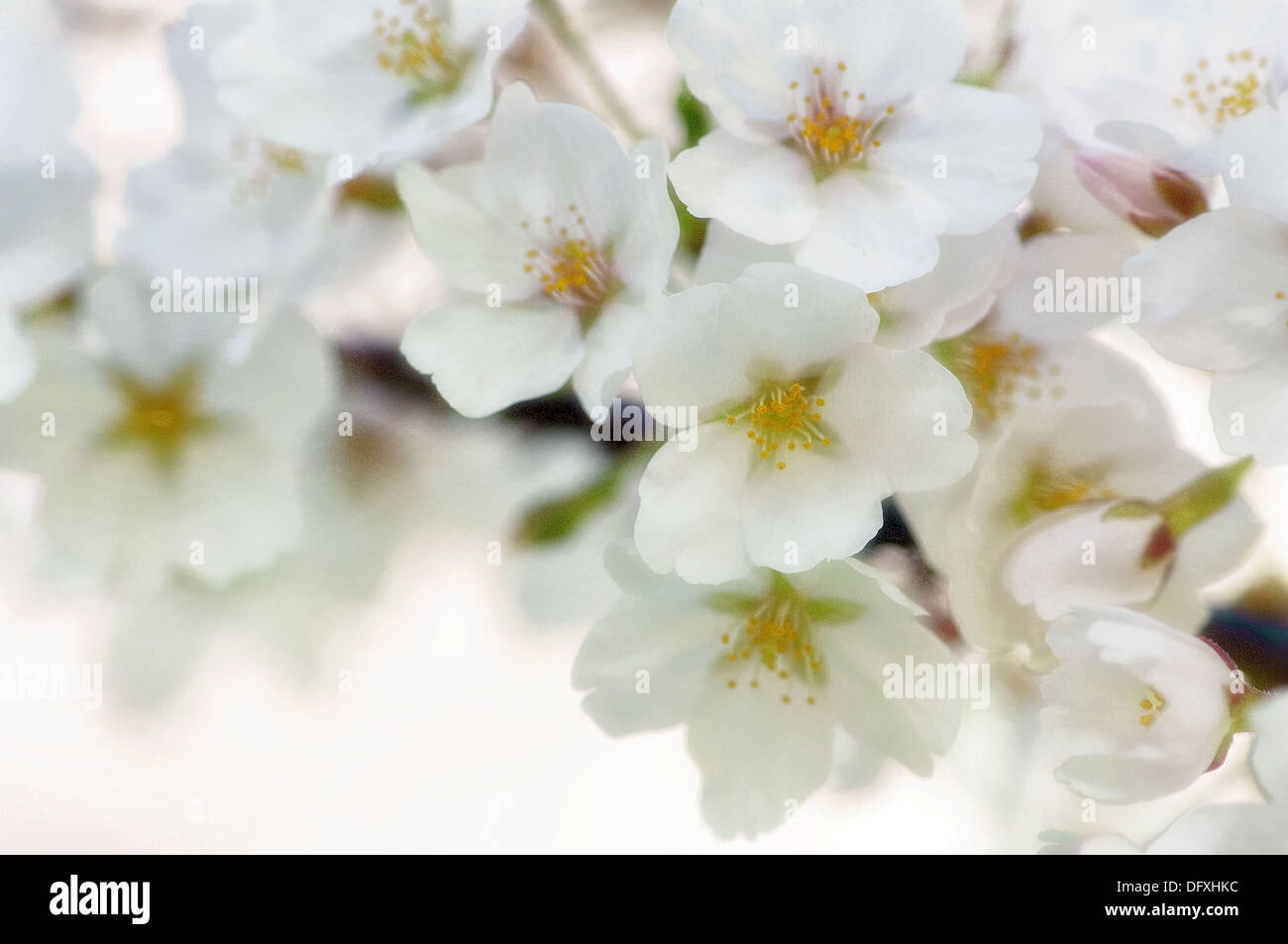 Cherry Blossom. Yoshino Cherry. Prunus x yedoensis Stock Photo Alamy