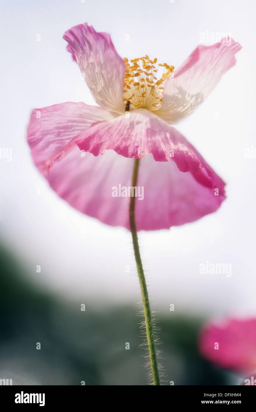 Pink Shirley Poppy. Papaver rhoeas. Stock Photo