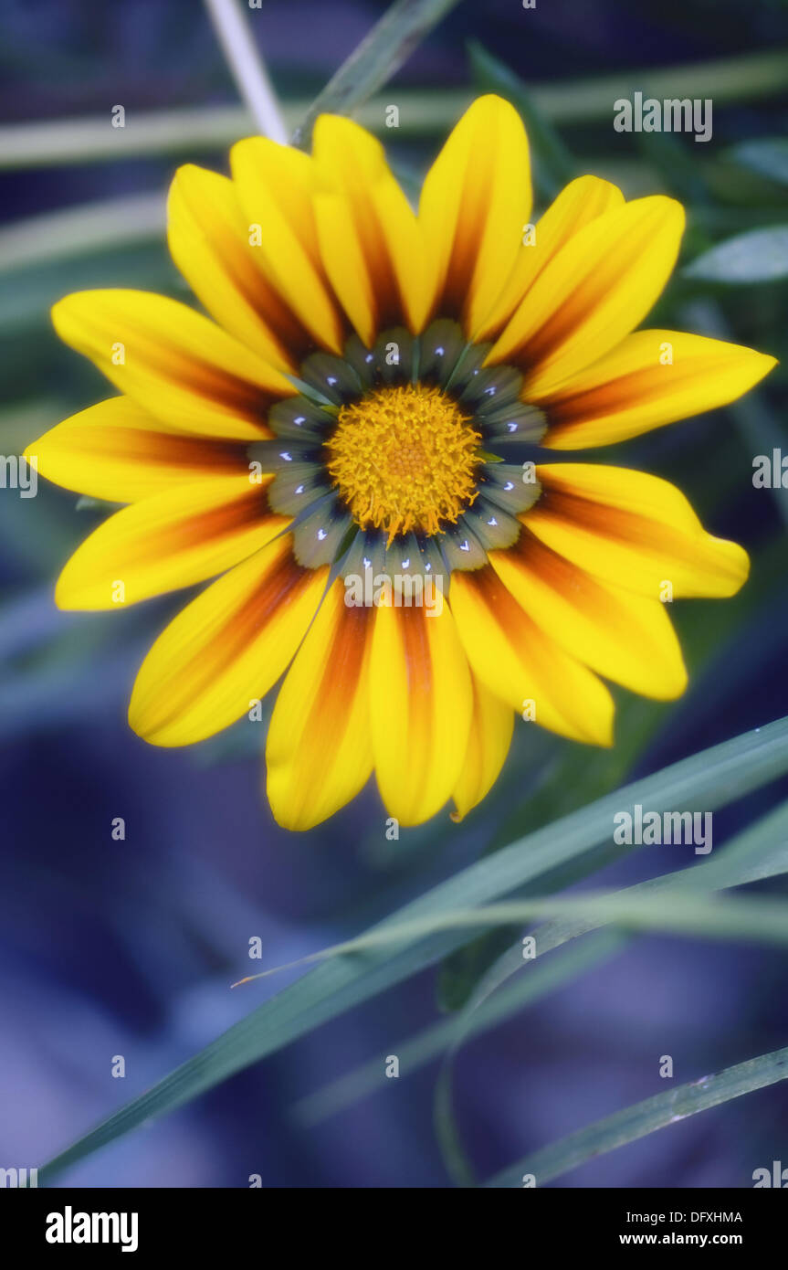 Gazania Tiger Stripes. Gazania rigens Stock Photo Alamy
