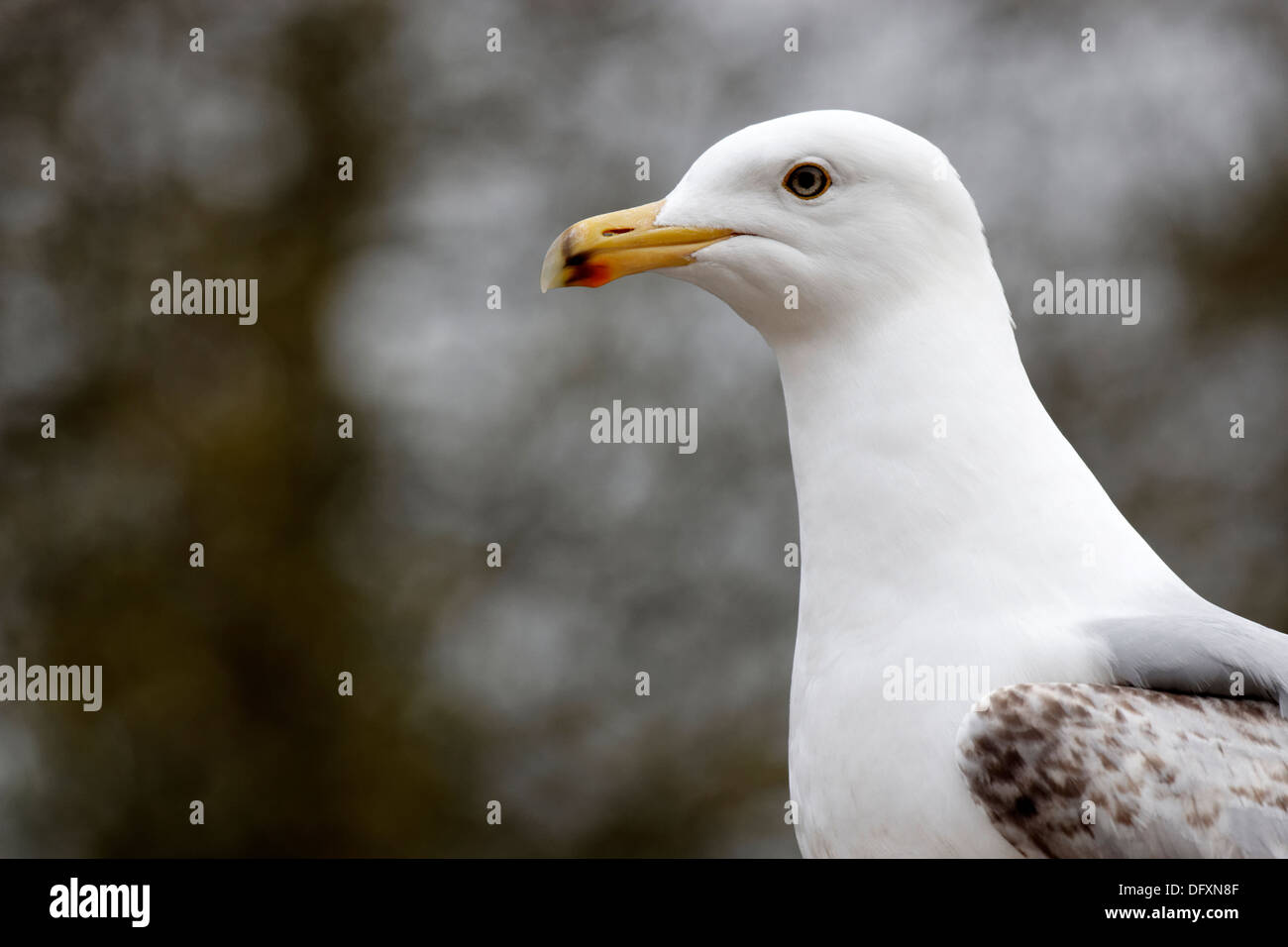 Sharp beaked gull hires stock photography and images Alamy