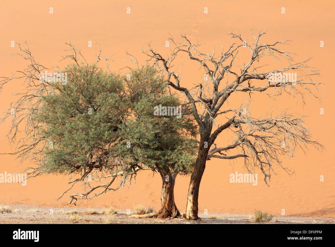 Trees at Sossusvlei,Namib Desert ,Namibia.with sand dune in background. Stock Photo