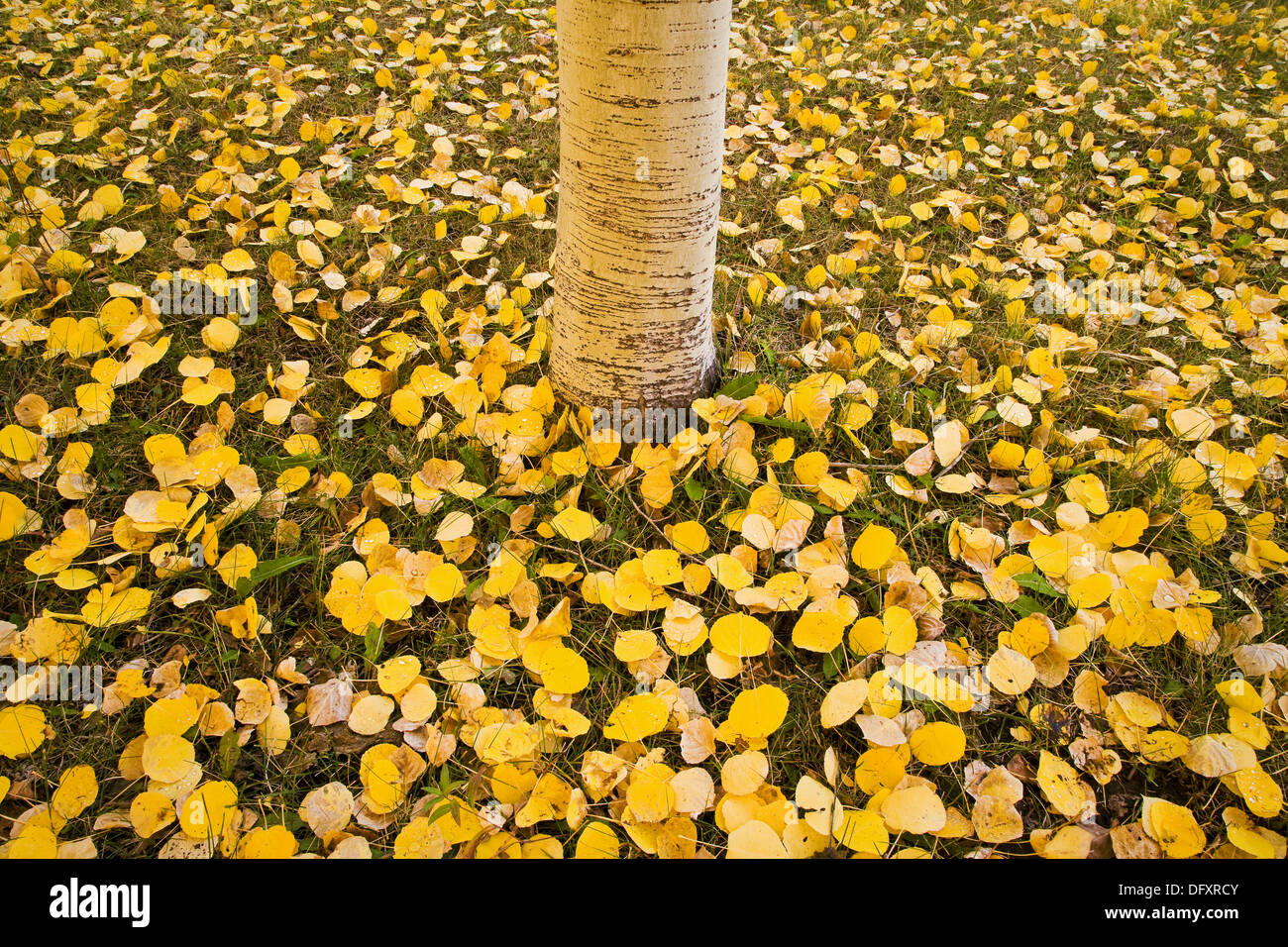 Aspen leaves hires stock photography and images Alamy