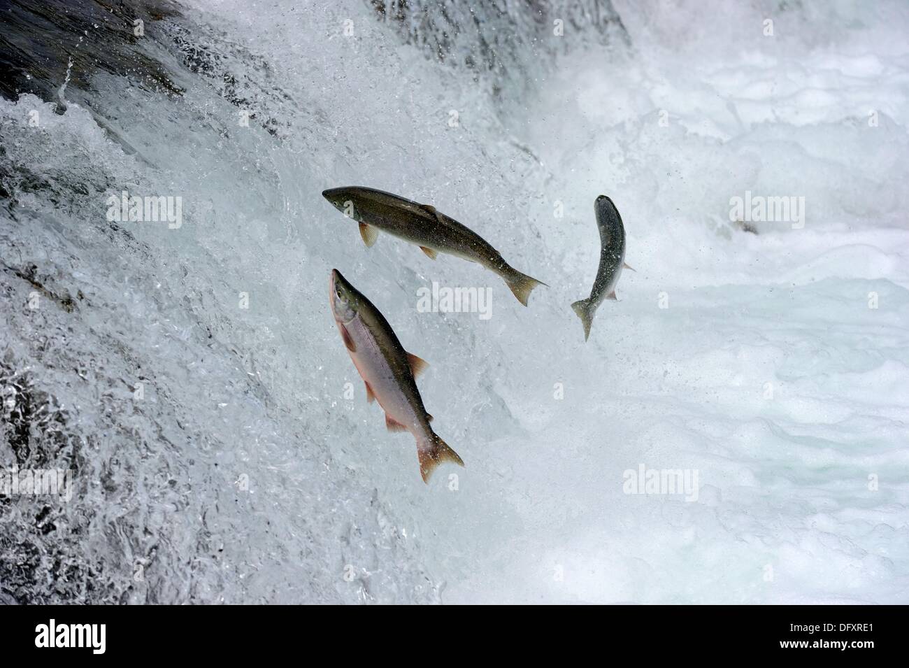 Sockeye salmon Oncorhynchus nerka jumping Brooks river falls Katmai