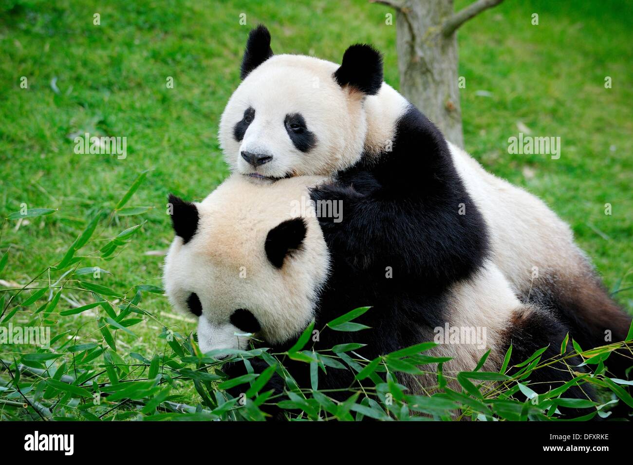 Giant panda pair play fighting Ailuropoda melanoleuca captive ZooParc  Beauval France Stock Photo - Alamy
