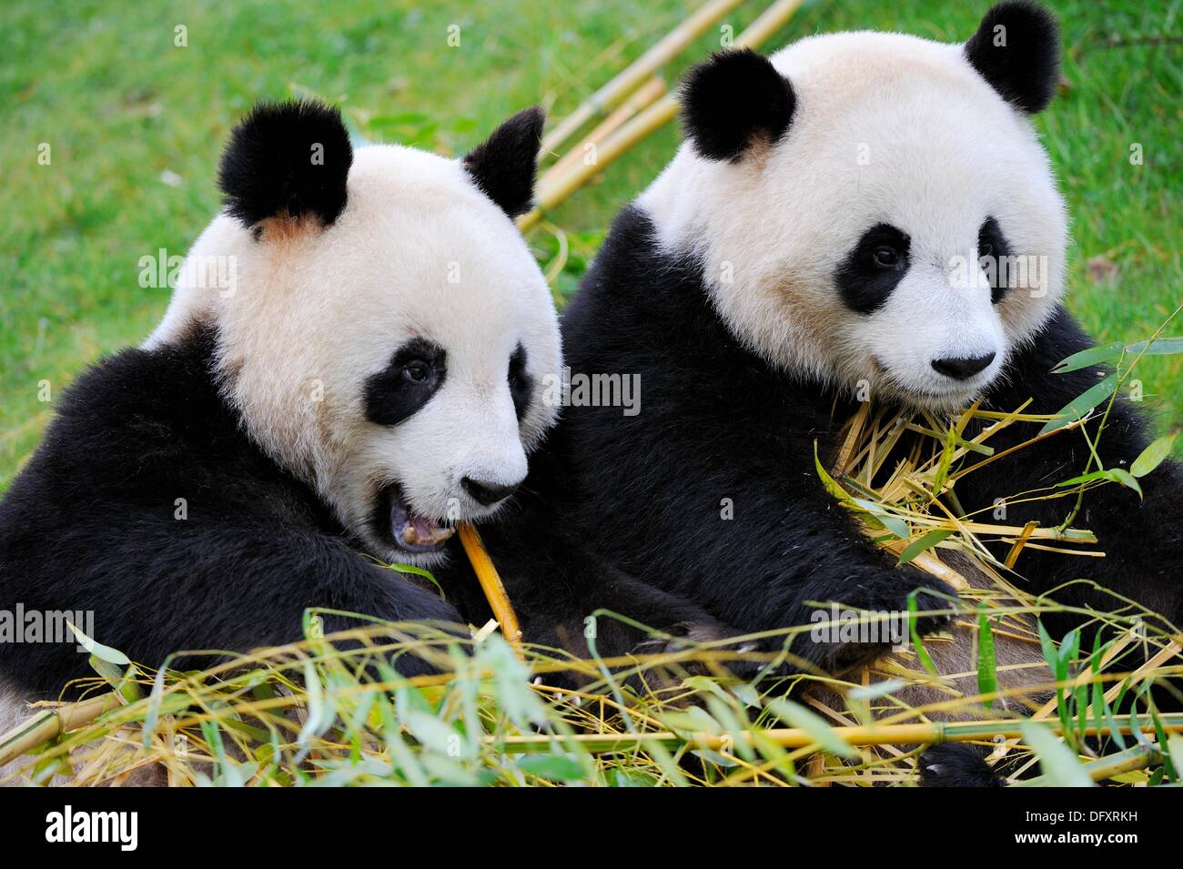 Giant panda pair eating bambou Ailuropoda melanoleuca captive ZooParc
