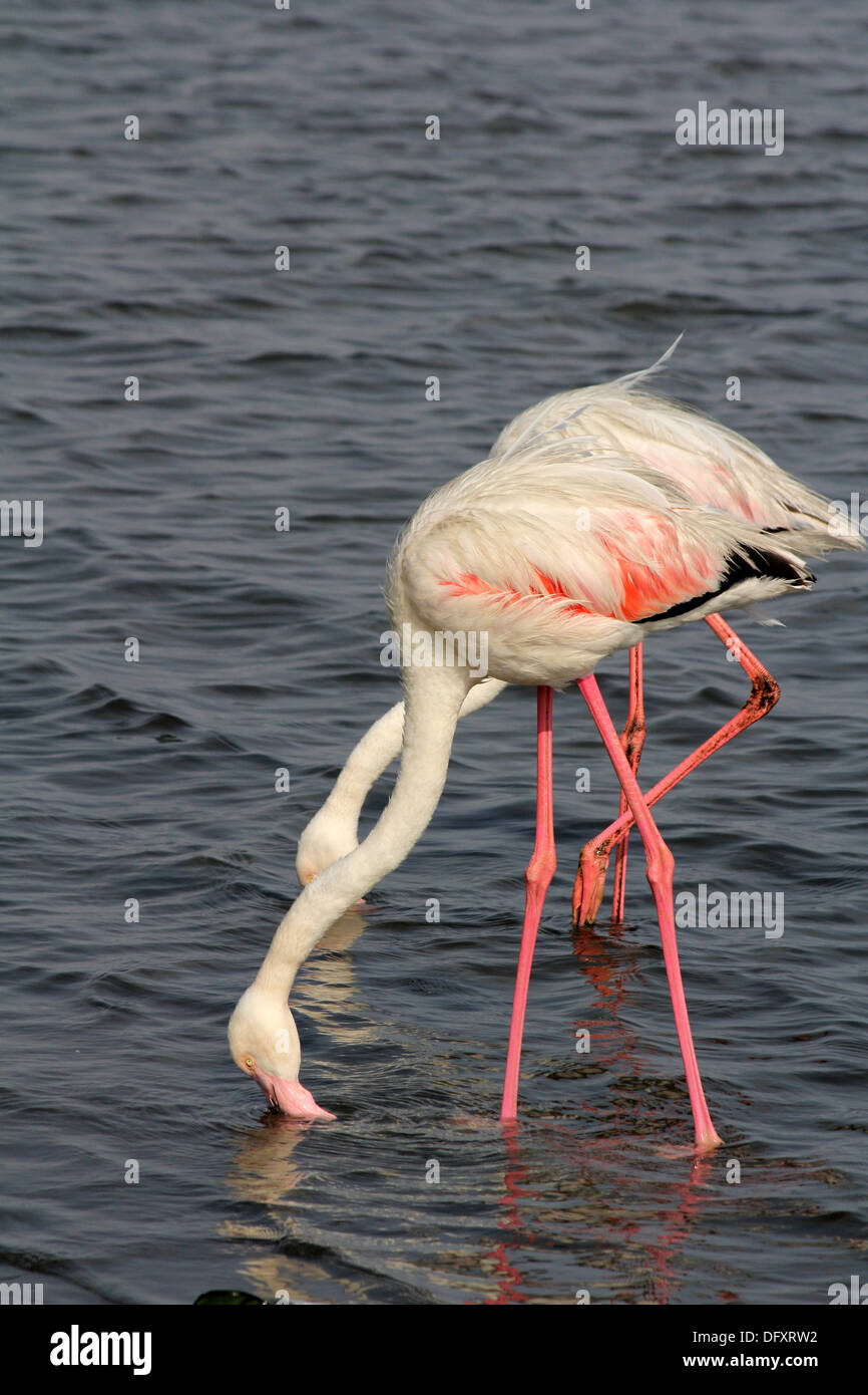 Greater Flamingos ( Phoenicoptoerus ) feeding near Walvis Bay,Namibia. Stock Photo