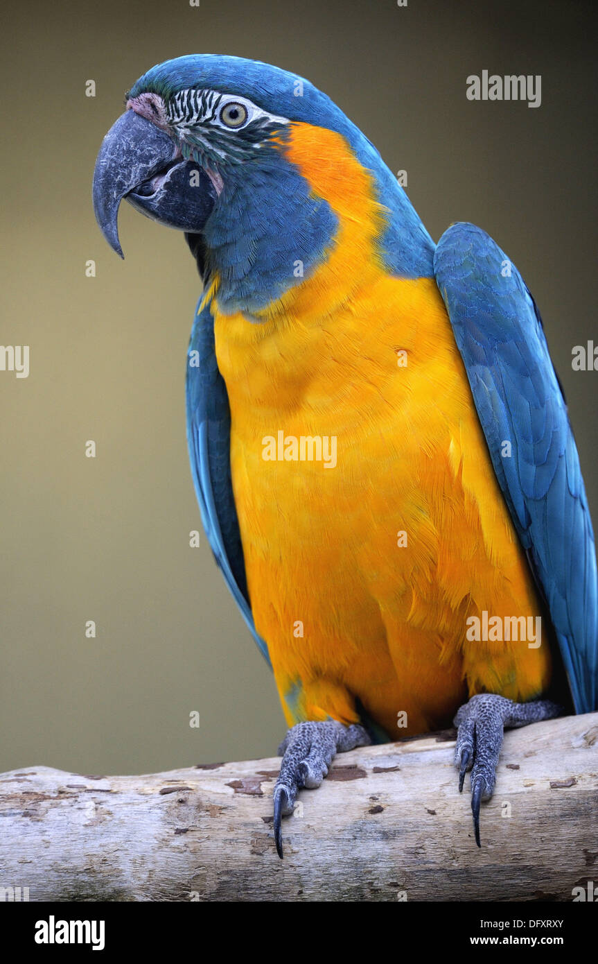 Blue throated macaw captive (Ara glaucogularis) IUCN red list of Stock  Photo - Alamy