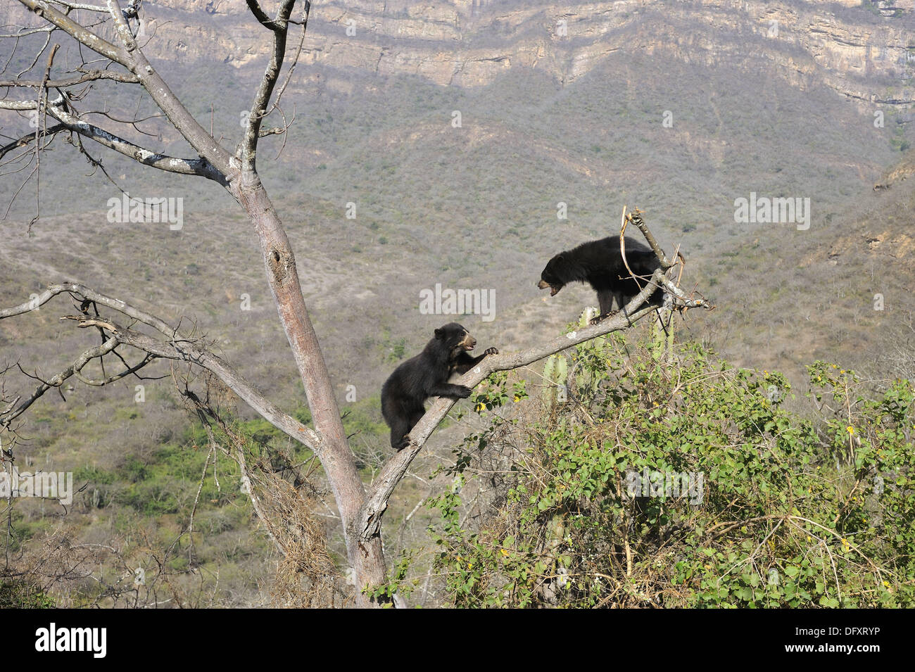 Encounter between two spectacled bears (Tremarctos ornatus) climbing in tree, Chaparri Ecological Reserve, Peru, South America Stock Photo