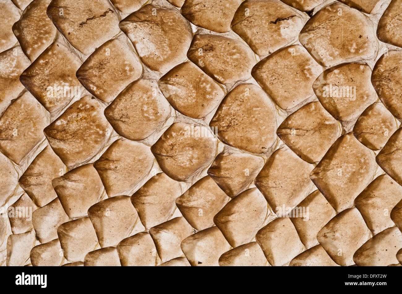 Dried skin shed by a lizard as part of growth process. Stock Photo