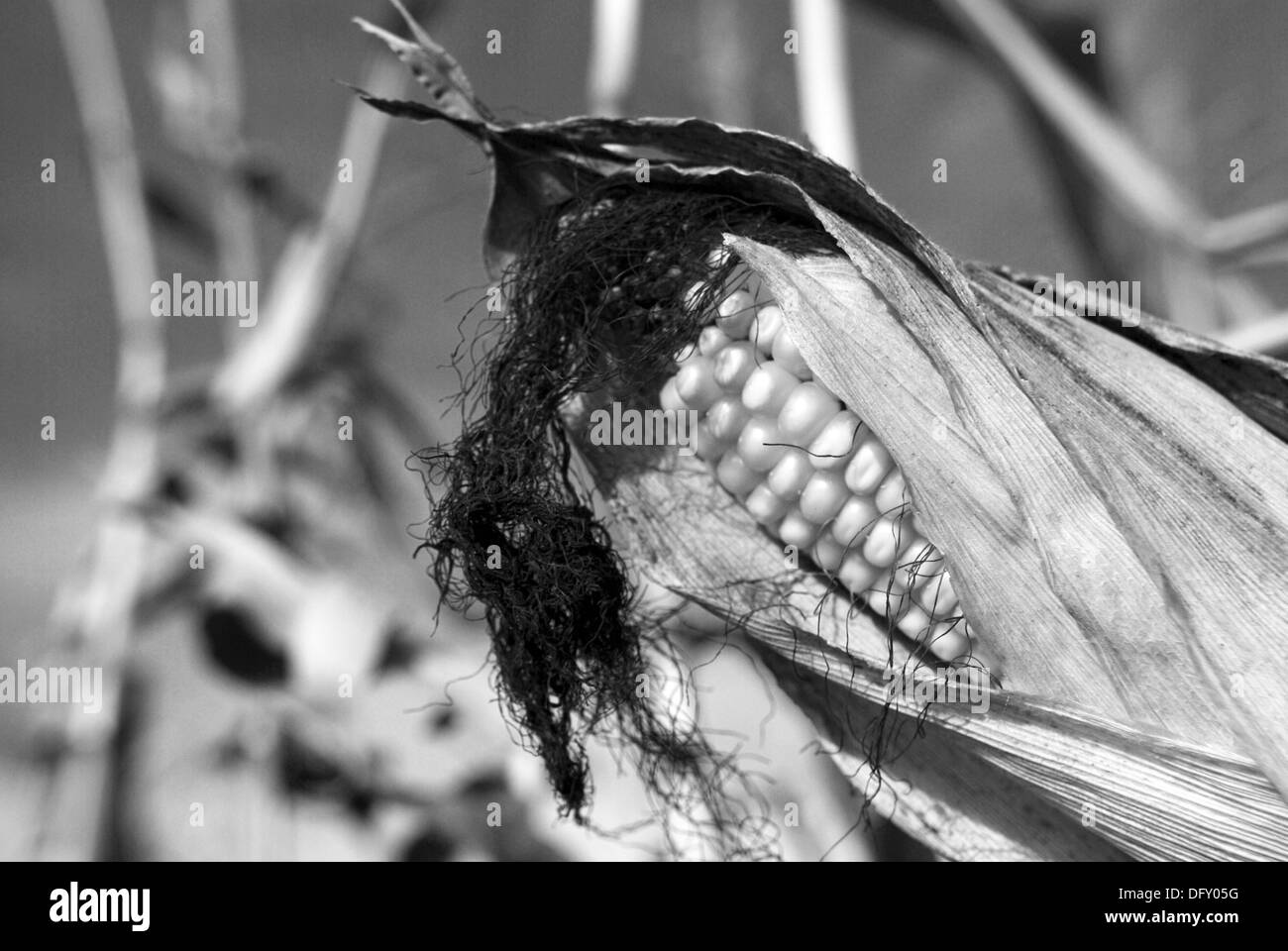 Grain maize Black and White Stock Photos & Images - Alamy