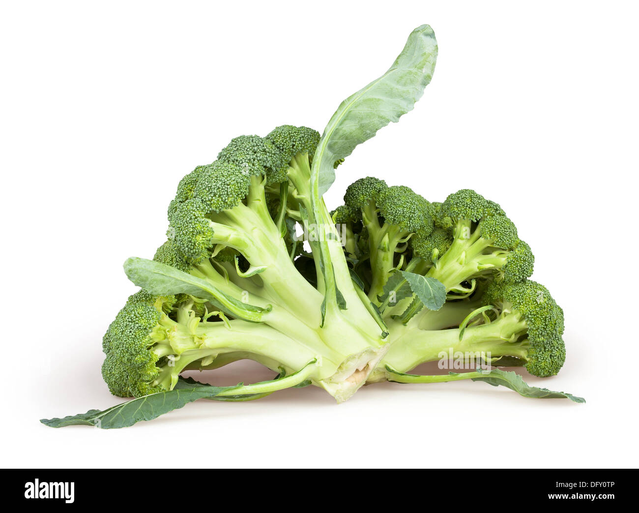 broccoli group two on white background Stock Photo