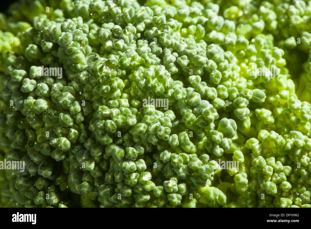 broccoli florets macro closeup drops water Stock Photo