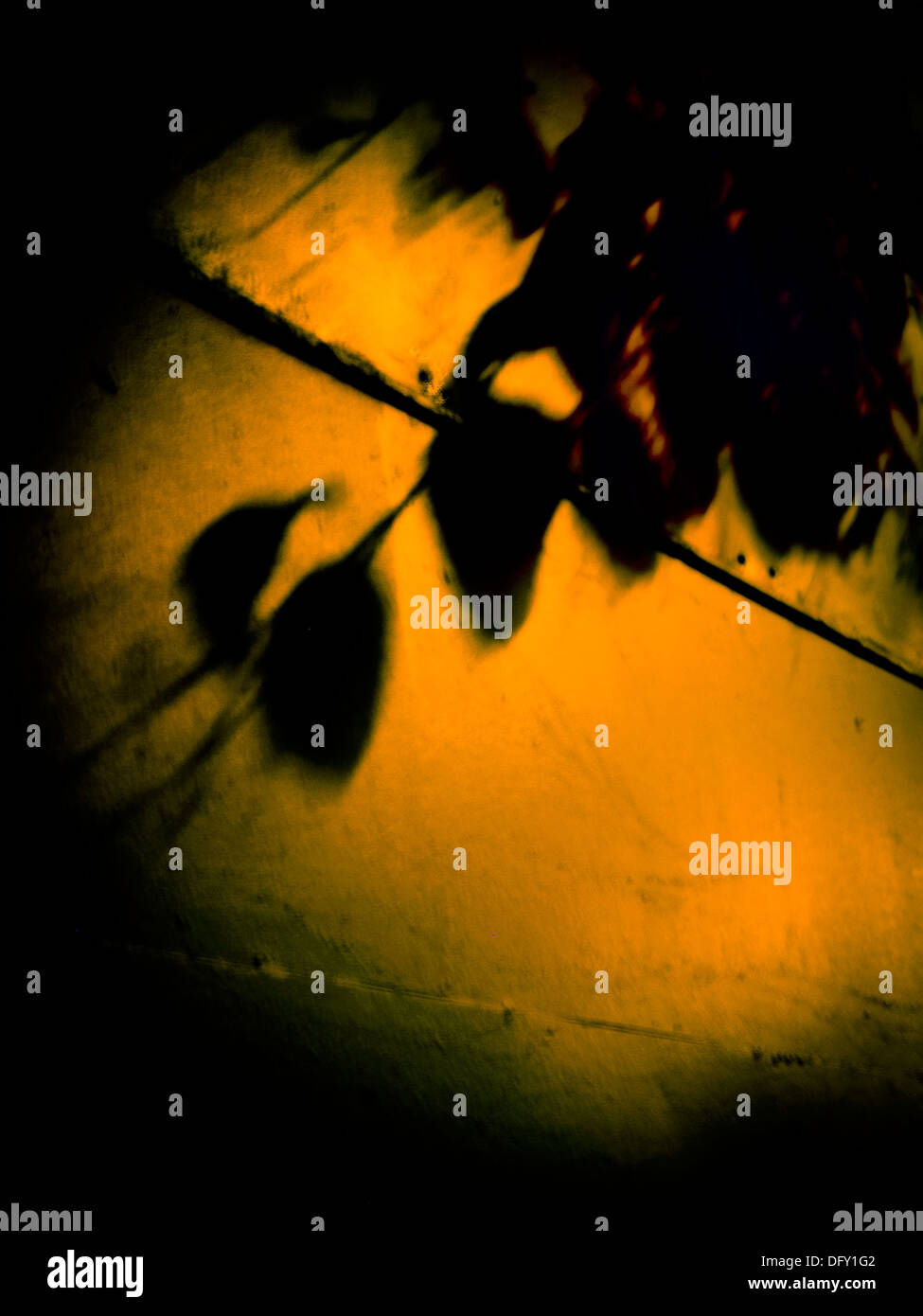 Leaves shadow on a wall Stock Photo